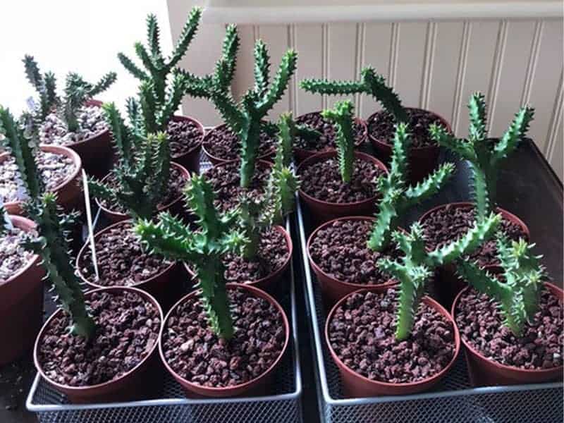 Edithcolea Grandis in small pots.