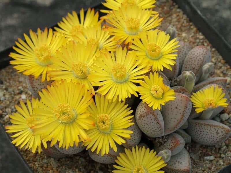 Blooming Dinteranthus in a black pot.