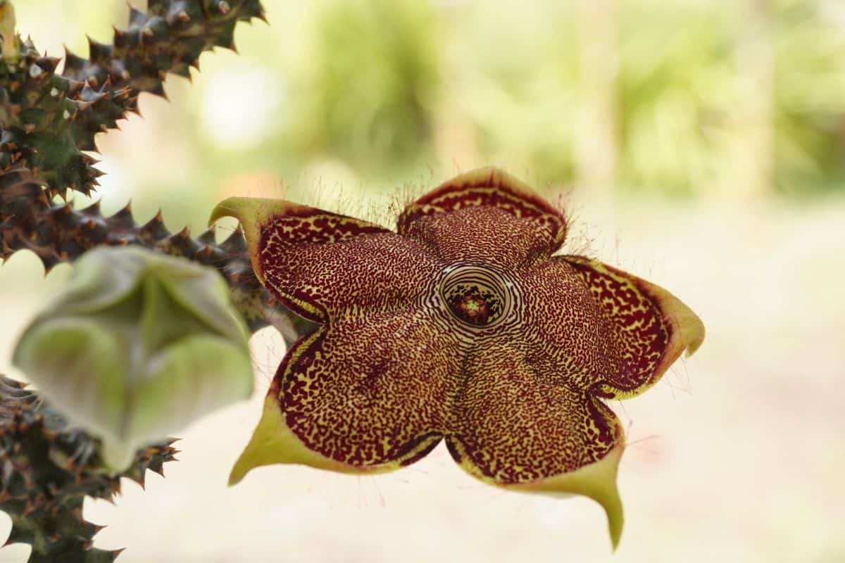 Edithcolea Grandis flower close-up.