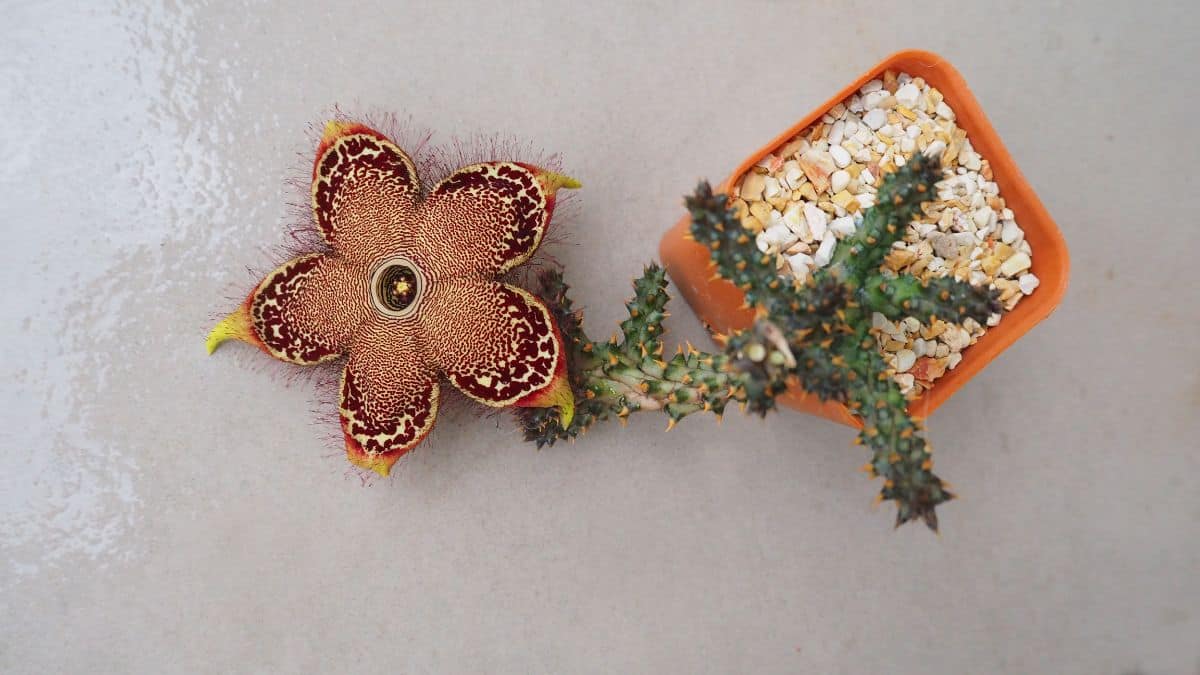 Edithcolea Grandis in a brown pot with flower top view.
