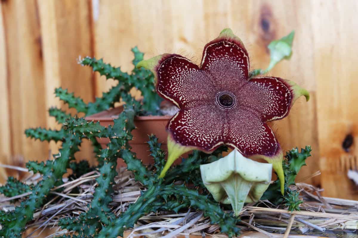 Edithcolea Grandis in a pot with flower.