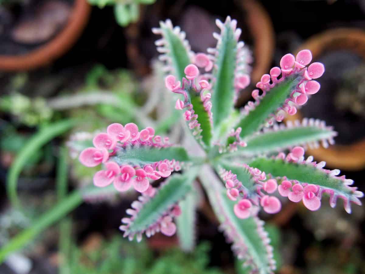 Flowering kalanchoe close-up.