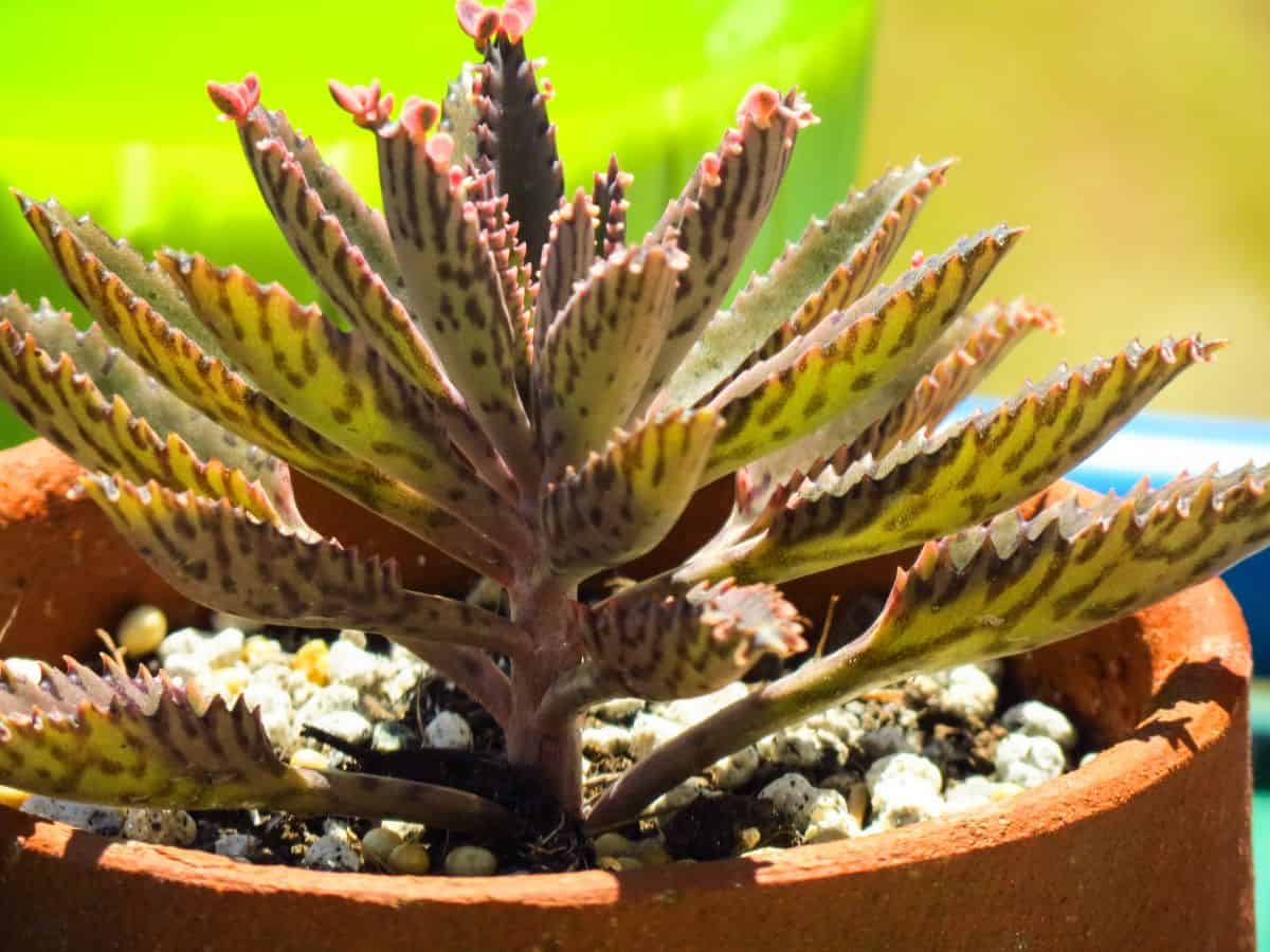 Kalanchoe in a brown pot.