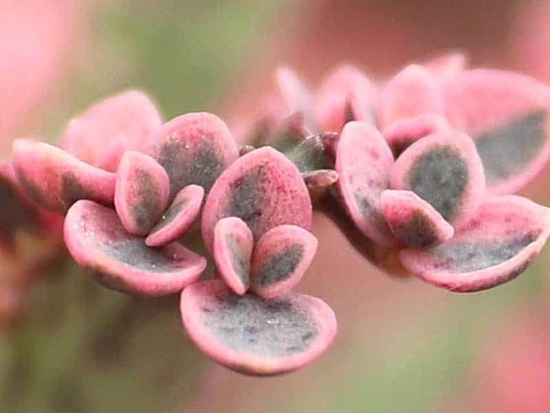 Kalanchoe pink flower close-up.