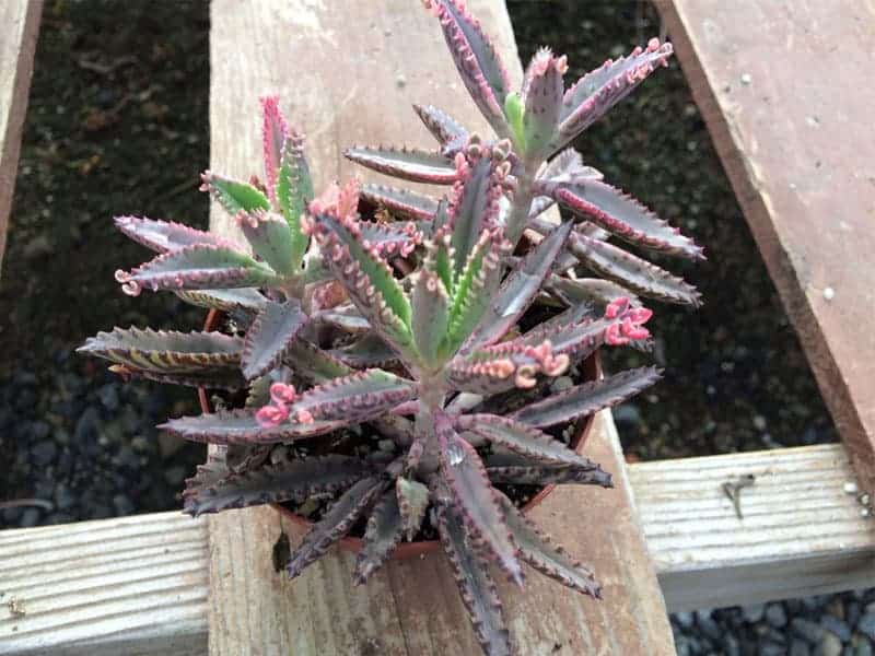 Kalanchoe in a brown pot on a wooden board.