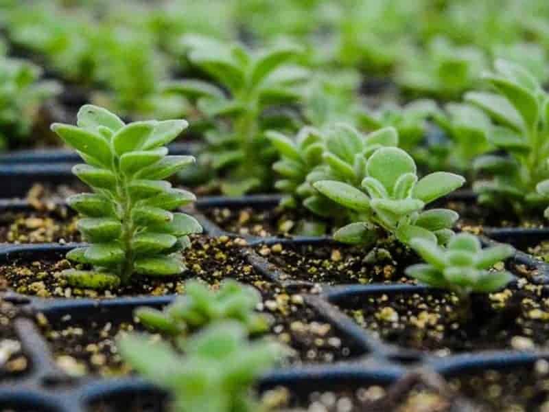 Tiny Vicks plants in a planter.