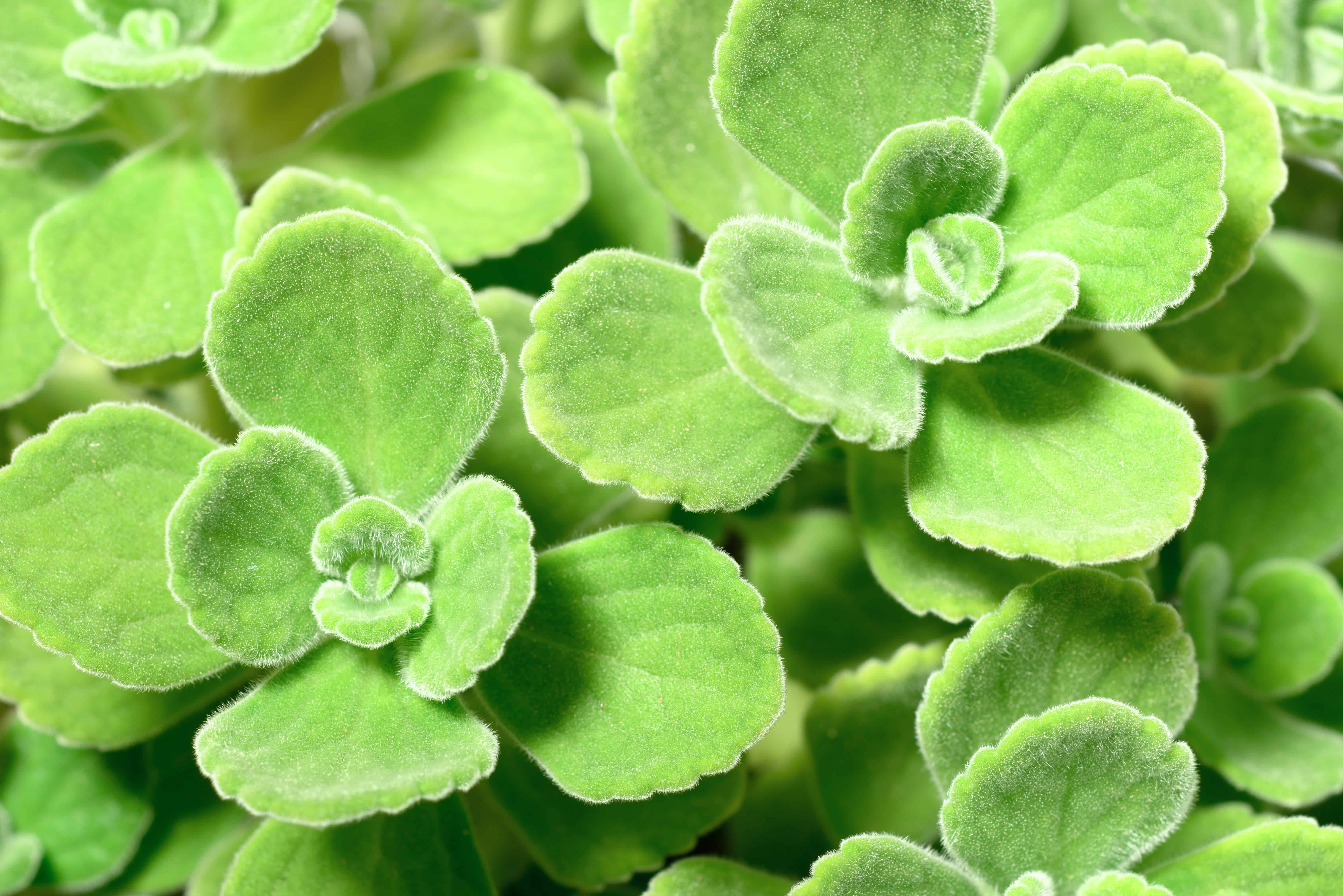 Vicks plant close-up.