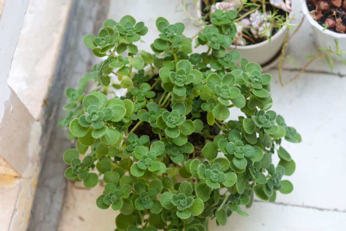 Vicks plant in a pot top view.