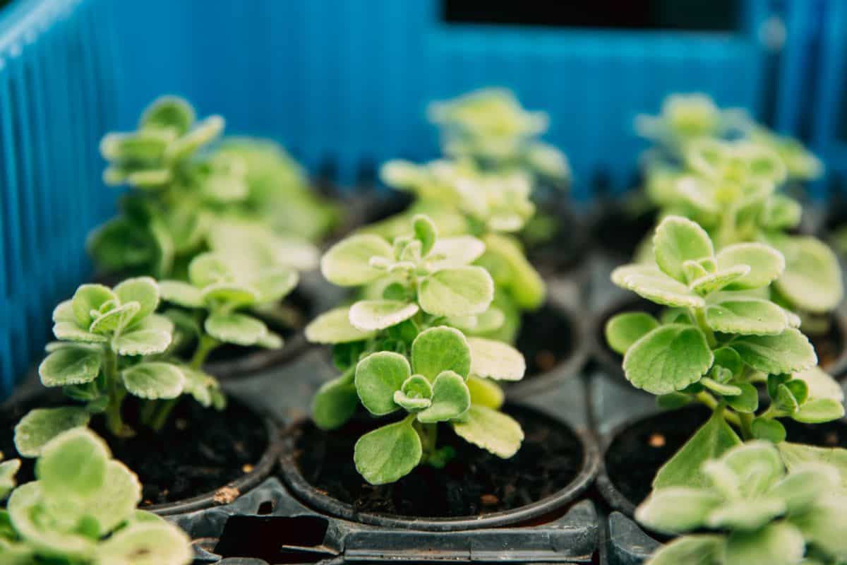 Vicks plants in a black pots.