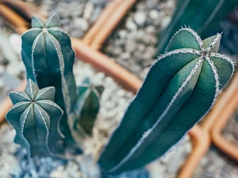 Pachycereus in a rocky oil in a pot,