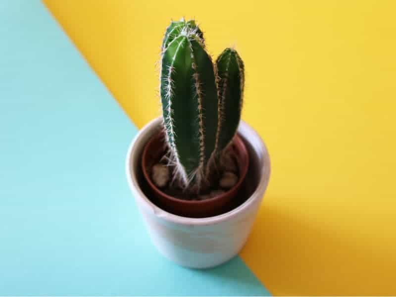 pachycereus