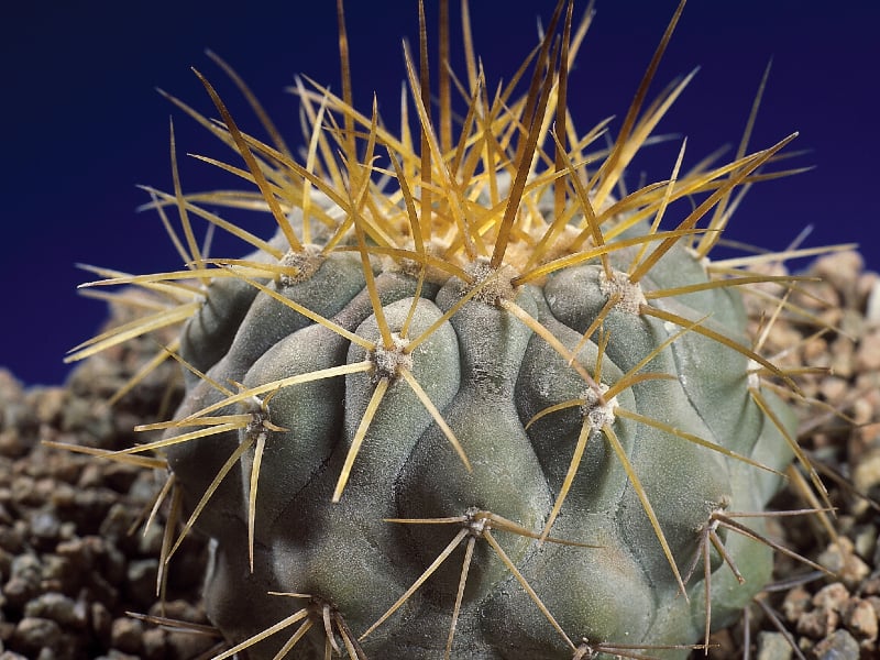 Copiapoa close-up on a black background.
