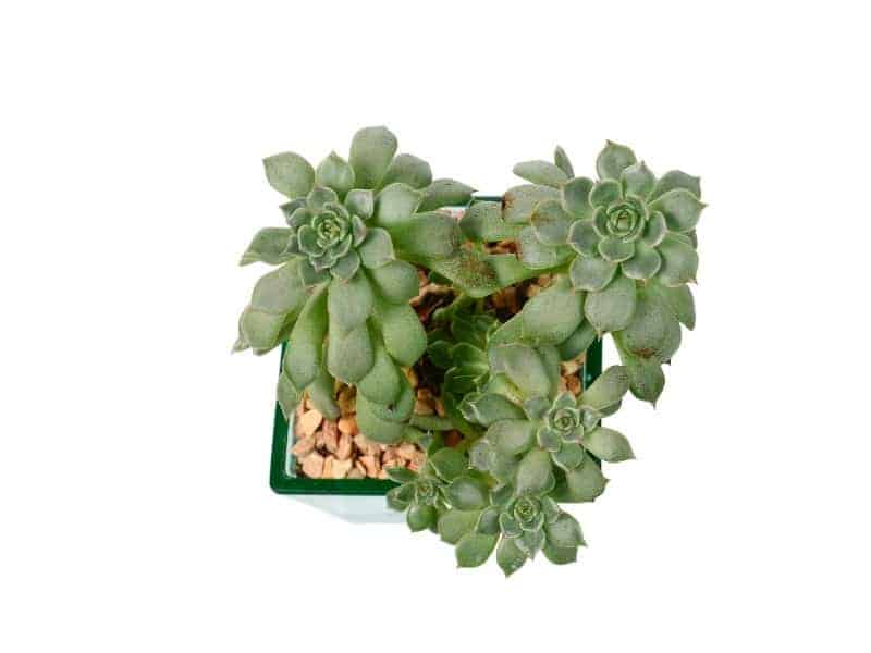 Echeveria succulent in a white-green pot on a white background.