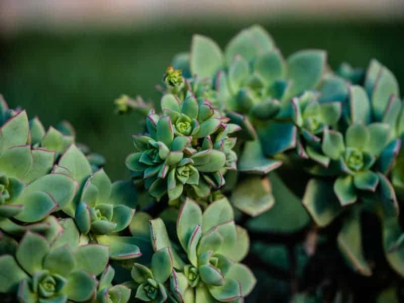 Echeveria profilica succulent a close-up.