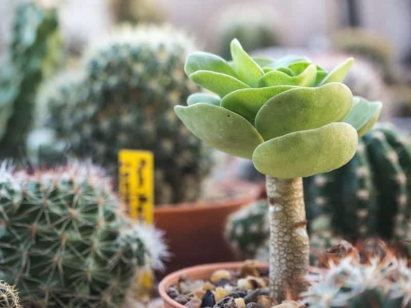 Portulaca in a pot next to a cactuses,