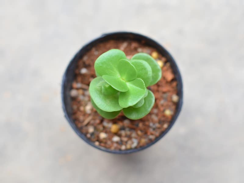 Portulaca in a black pot top view.