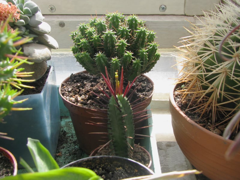 Euphorbia Enopla in a pot.
