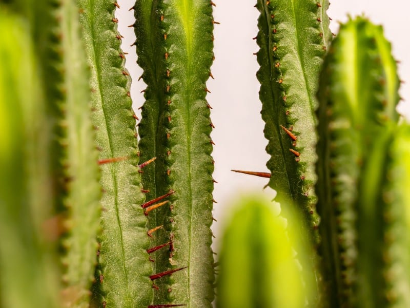 Euphorbia Enopla close-up.