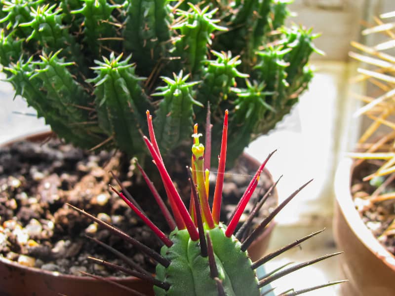 Euphorbia Enopla close-up.