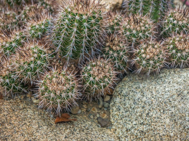 Copiapoa in a rocky soil outdoor,