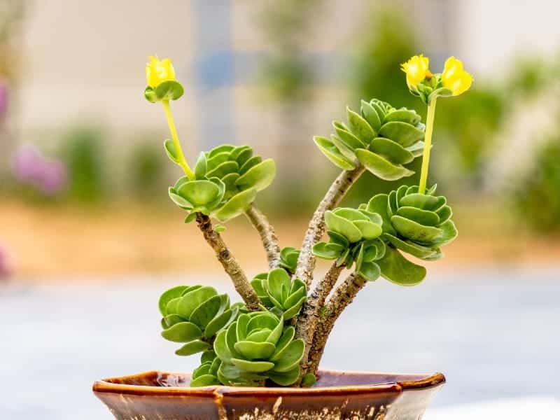 Portulaca in a brown pot with yellow blooming flower.