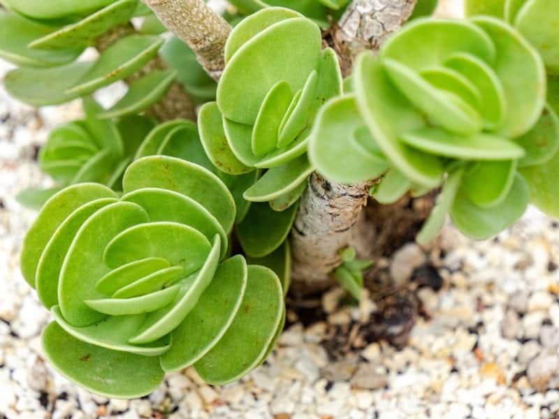 Portulaca Molokiniensis Ultimate Care Guide