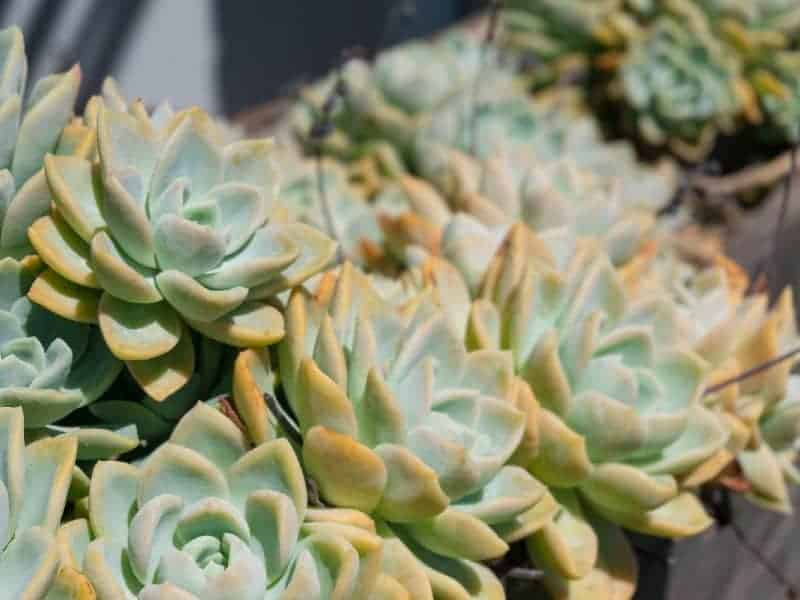 Echeveria profilica on a sunny day.