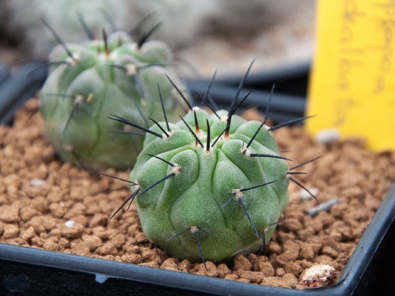 Copiapoa in a rocky soil in a black pot.