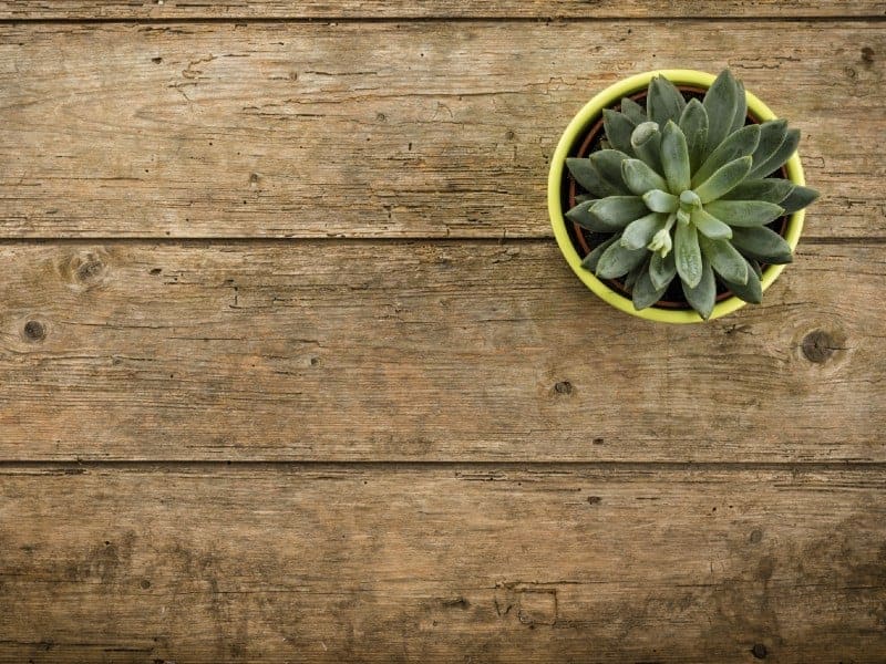 Pachyphytum in a yellow pot on a wooden table.