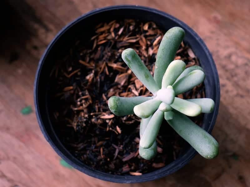 Pachyphytum in a black pot.