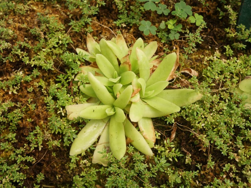 Sansevieria