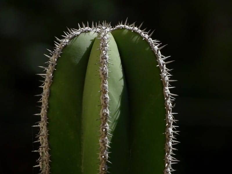 Pachycereus close-up.