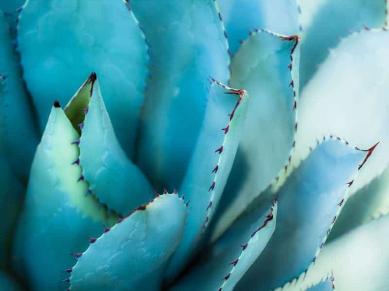 Dwarf Butterfly Agave close-up.