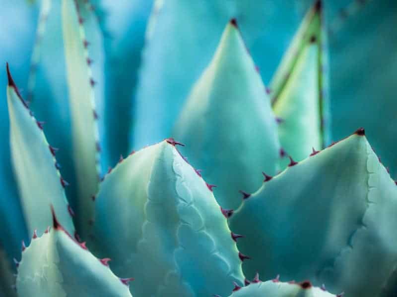 Dwarf Butterfly Agave close-up.