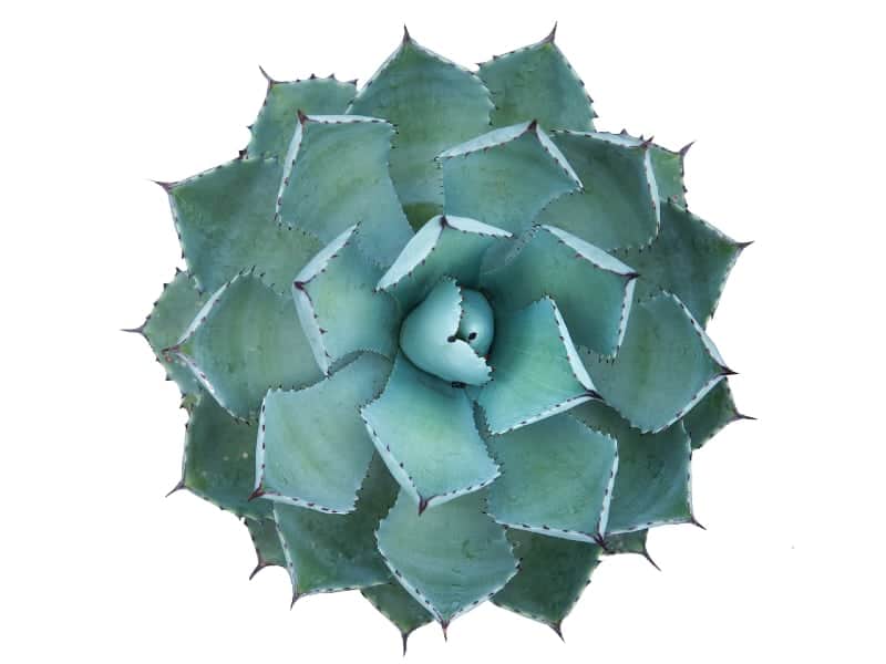 Dwarf Butterfly Agave on a white background.