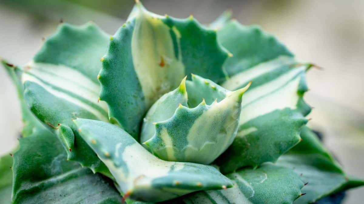 Agave Isthmensis close-up.