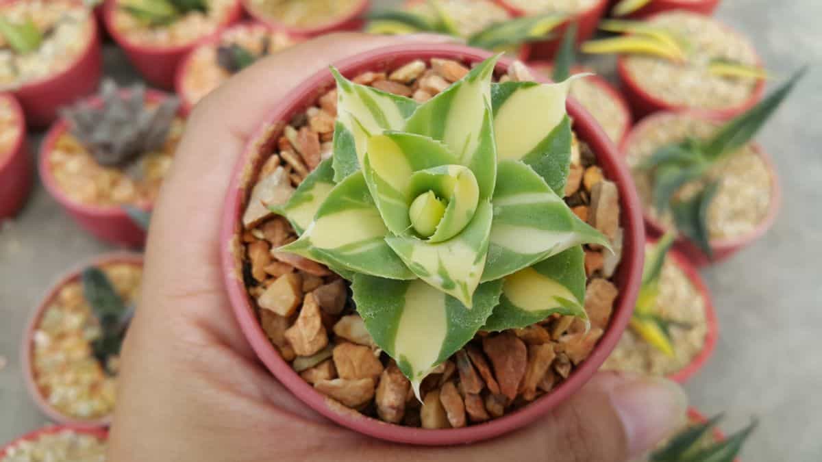 Hnad holding Agave Isthmensis in a small pot..