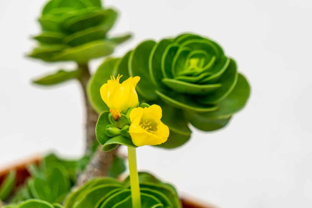 Blooming portulaca with a yellow flower.