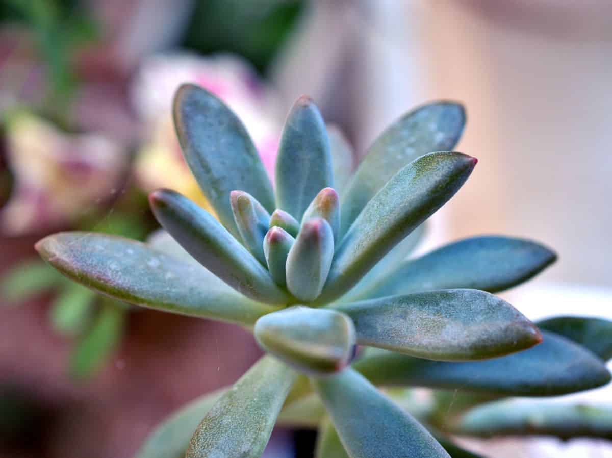 Pachyphytum Hookeri close-up.