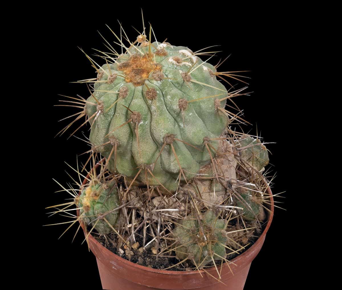 Copiapoa Cinerea in a small pot on a black background.