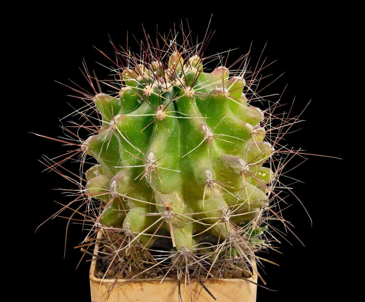 Copiapoa Cinerea in a small pot on a black background.