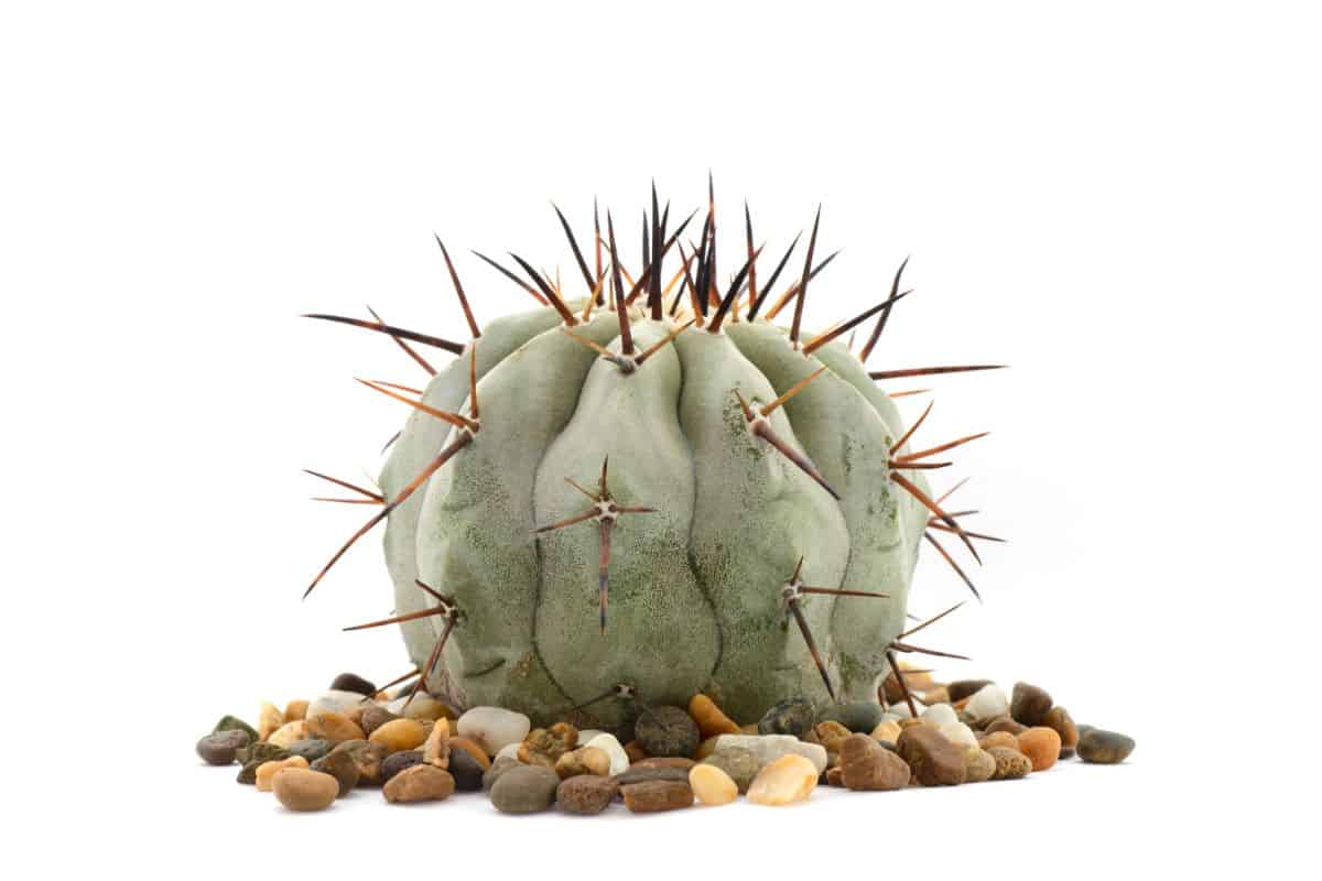 Copiapoa Cinerea in a rocky soil on a white background.