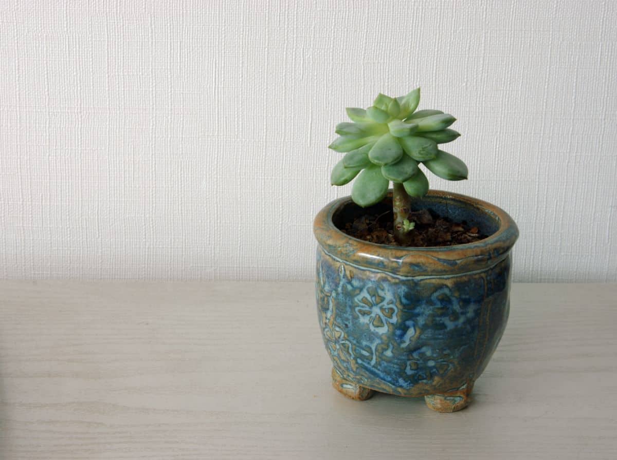 Echeveria profilica in a blue pot.
