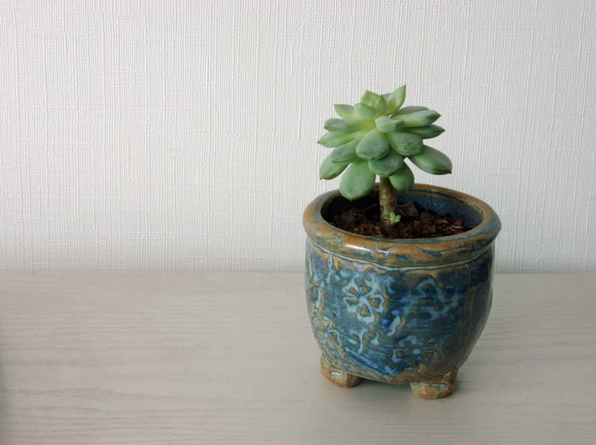 Echeveria profilica in a blue pot.
