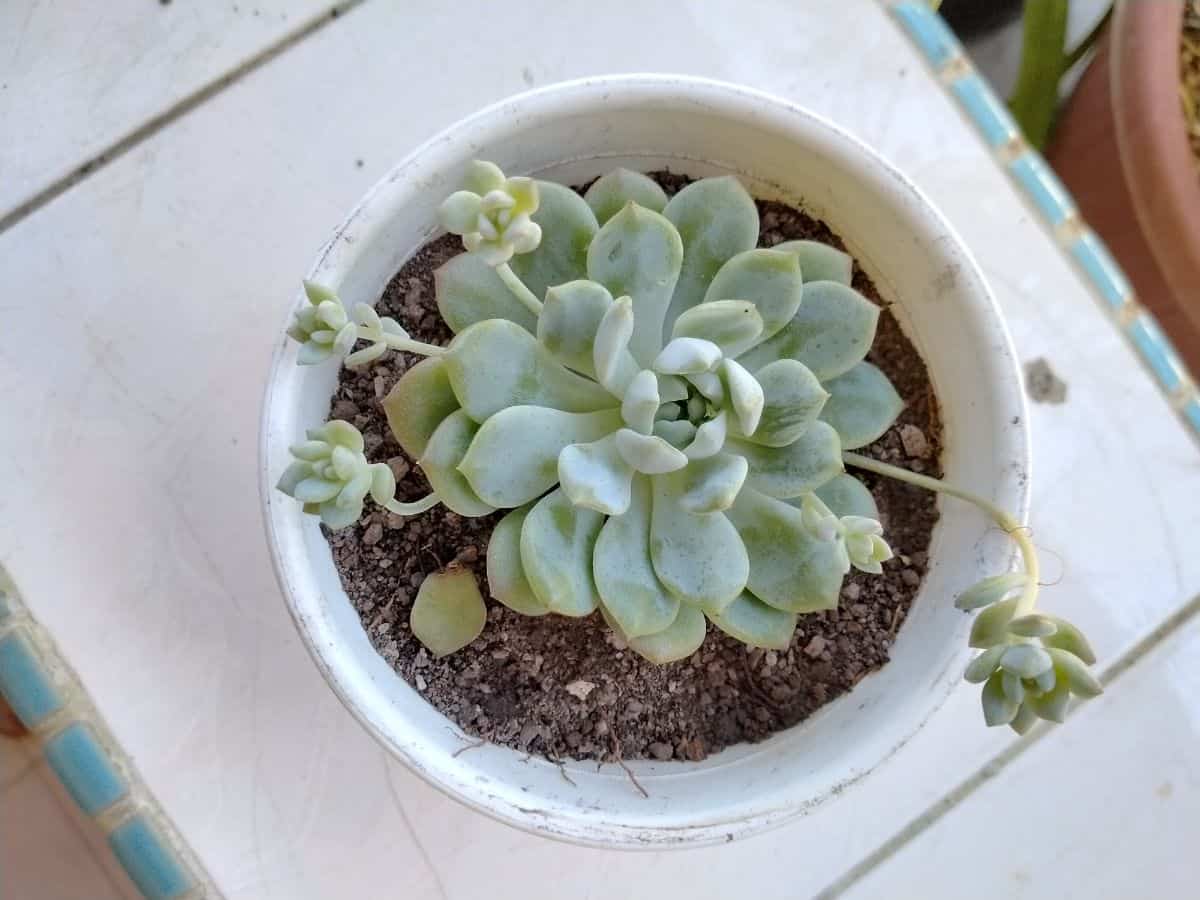 Echeveria profilica in a white pot top view.