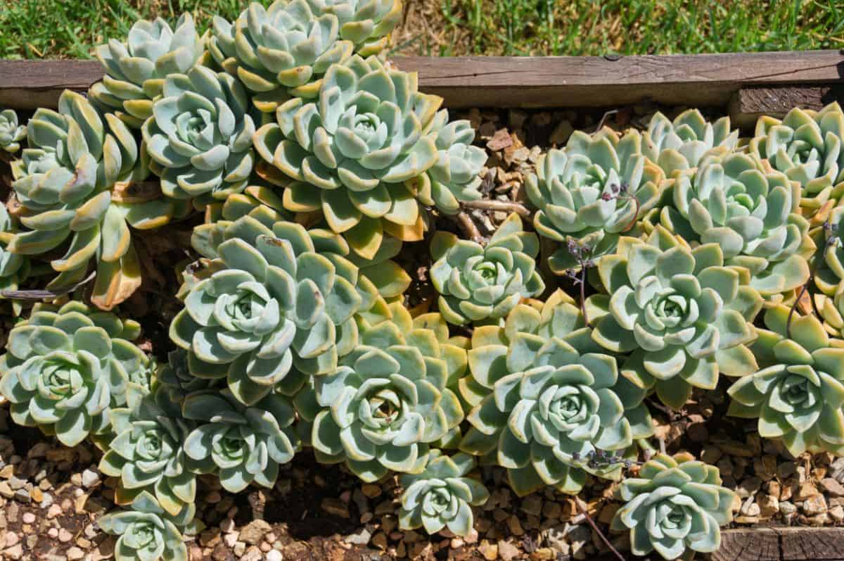 Bunch of echeveria profilica on a sunny day.