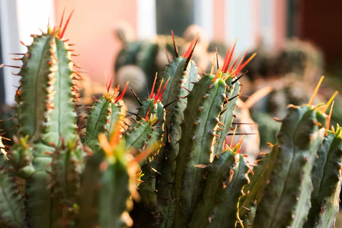 Euphorbia Enopla close-up on a sunny day.