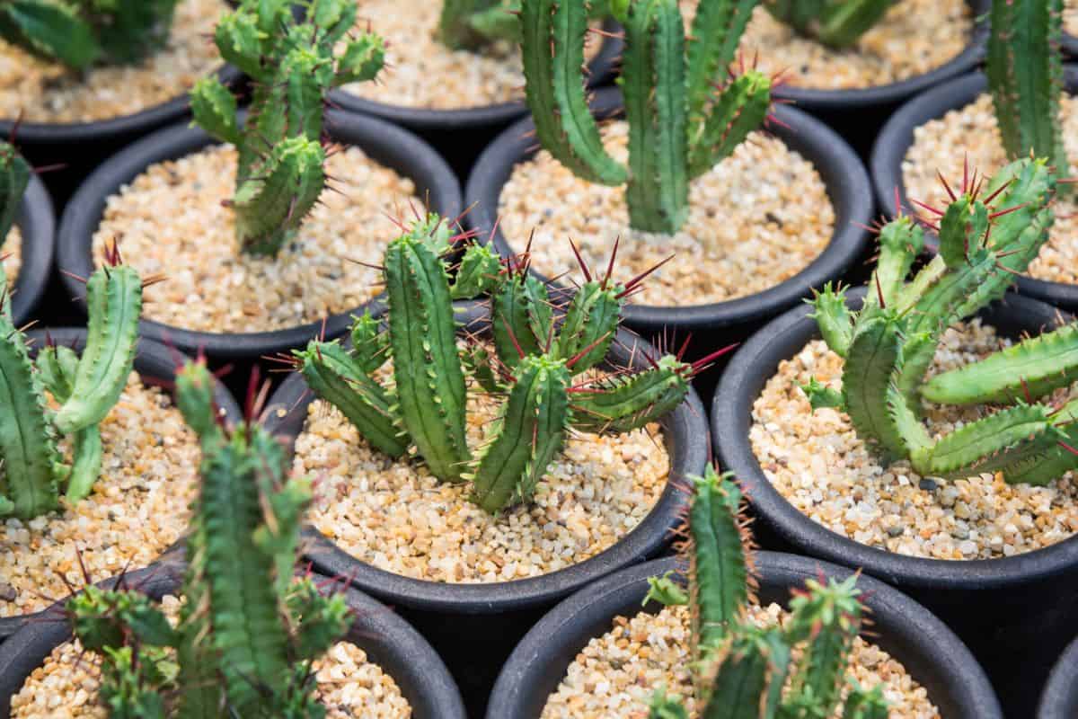 Bunch of Euphorbia Enopla in a black pots.