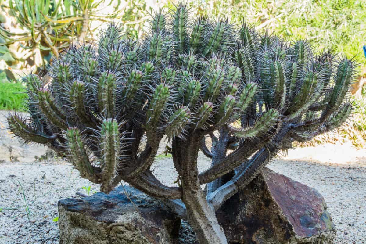 Euphorbia Enopla cactus outdoor.