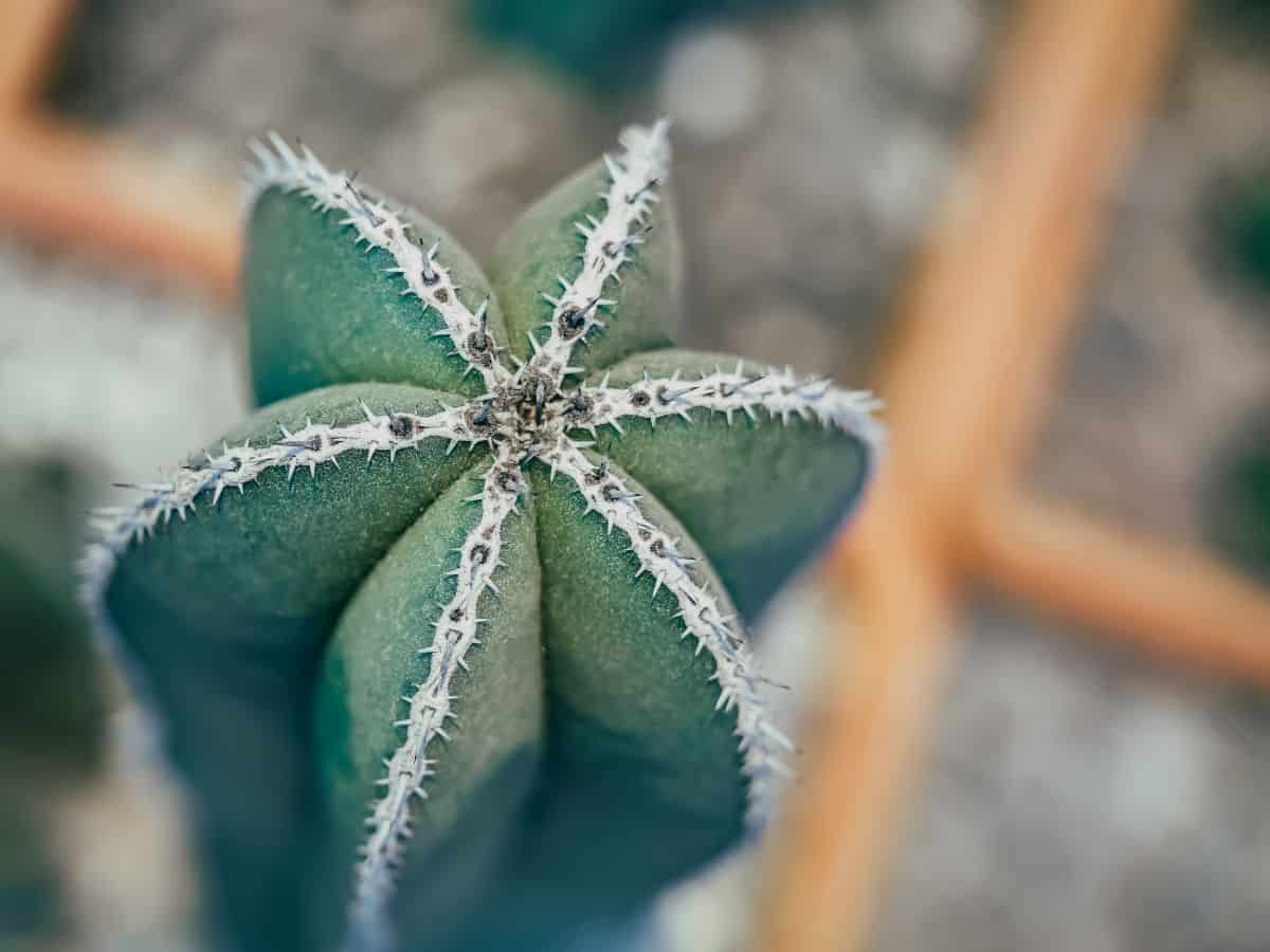 Pachycereus Marginatus close-up top view.